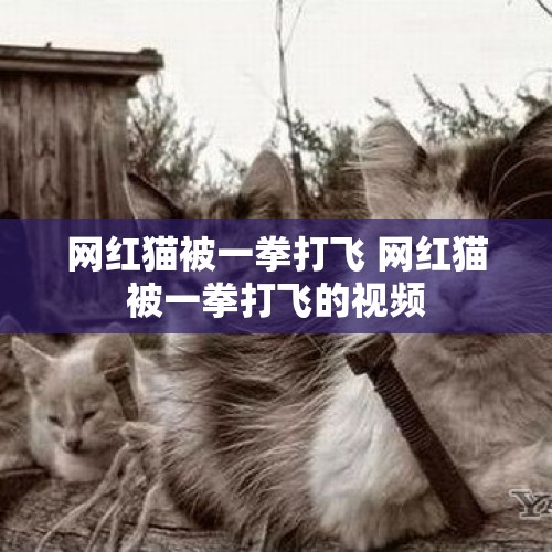 网红猫被一拳打飞 网红猫被一拳打飞的视频