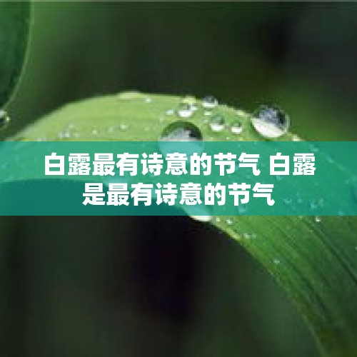 白露最有诗意的节气 白露是最有诗意的节气