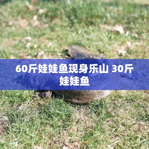 60斤娃娃鱼现身乐山 30斤娃娃鱼