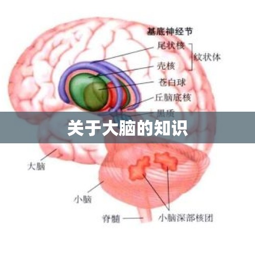 关于大脑的知识