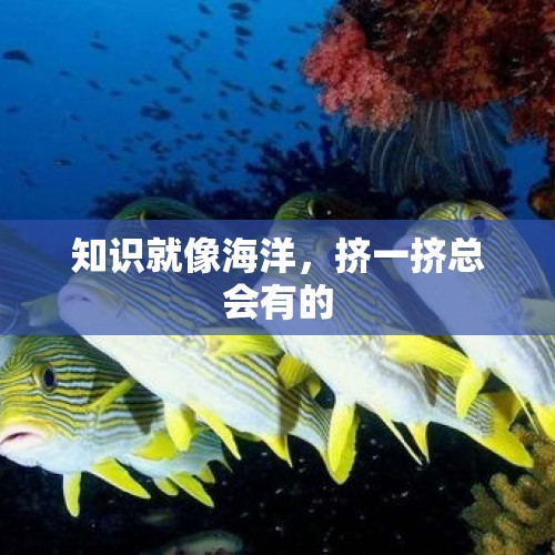 知识就像海洋，挤一挤总会有的