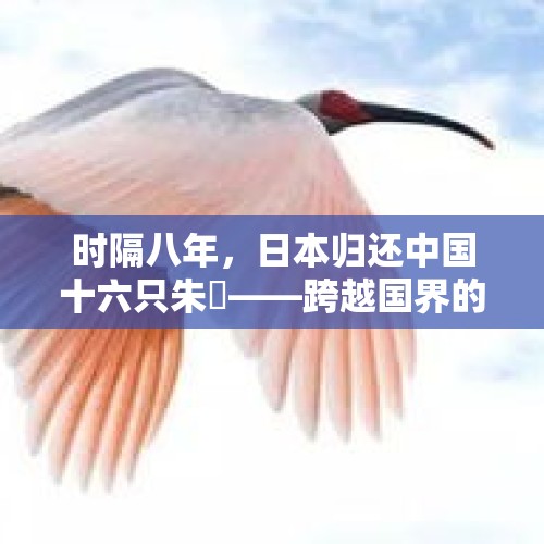 时隔八年，日本归还中国十六只朱鹮——跨越国界的珍稀物种保护之旅