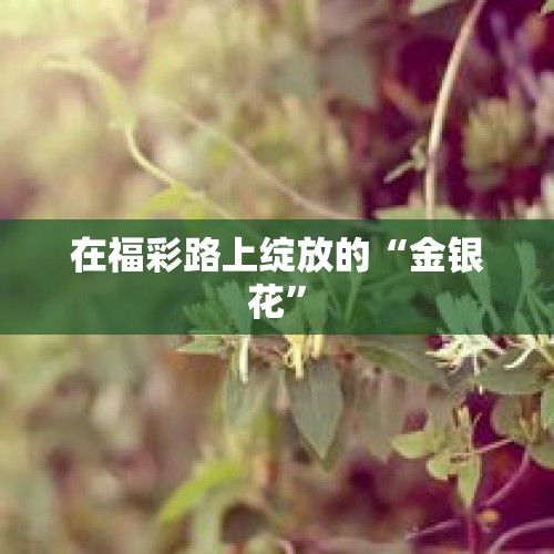 在福彩路上绽放的“金银花”