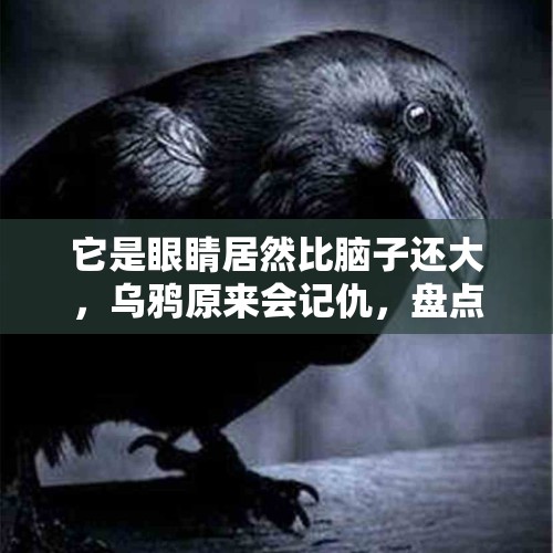 它是眼睛居然比脑子还大，乌鸦原来会记仇，盘点世界上30大冷知识 - 今日头条