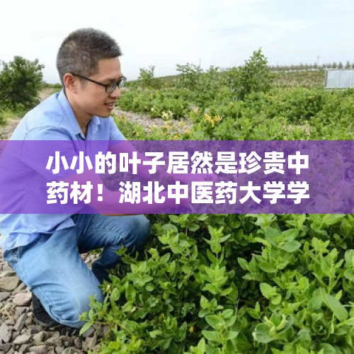 小小的叶子居然是珍贵中药材！湖北中医药大学学子到田间地头学中医知识 - 今日头条