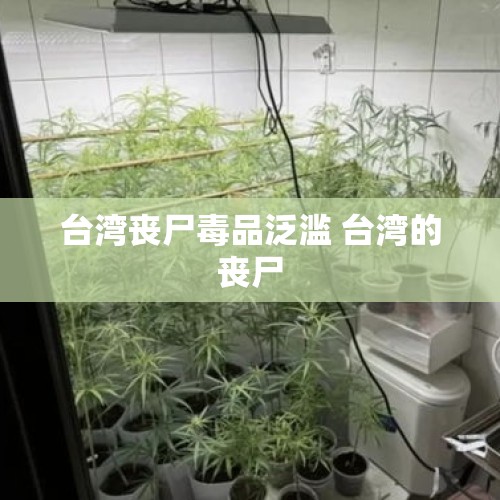 台湾丧尸毒品泛滥 台湾的丧尸