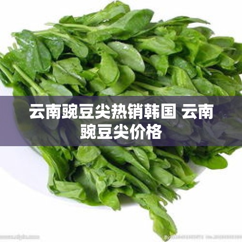 云南豌豆尖热销韩国 云南豌豆尖价格