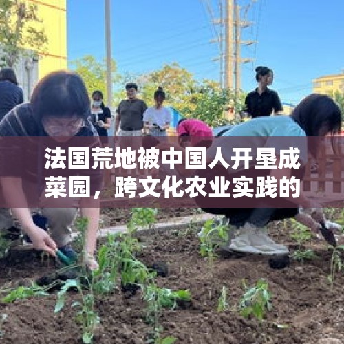 法国荒地被中国人开垦成菜园，跨文化农业实践的探索与启示