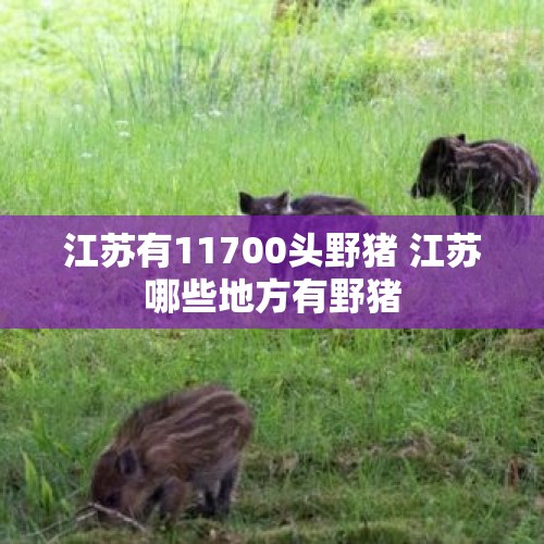 江苏有11700头野猪 江苏哪些地方有野猪